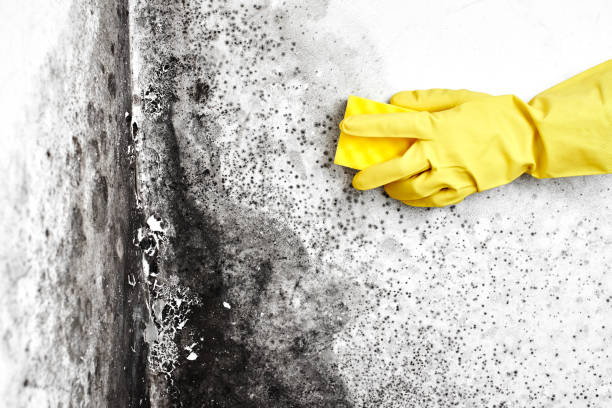 Best Residential Mold Removal  in Hwatha, IA