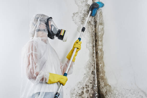 Best Toxic Mold Removal  in Hwatha, IA