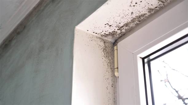 Best Mold Damage Repair  in Hwatha, IA
