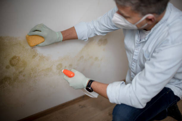 Best Mold Inspection  in Hwatha, IA