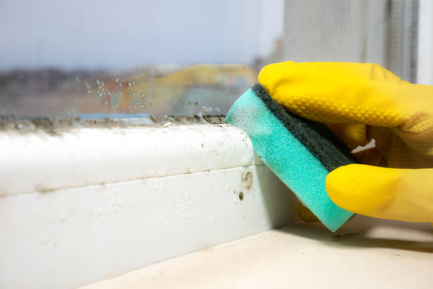 Best Certified Mold Removal  in Hwatha, IA