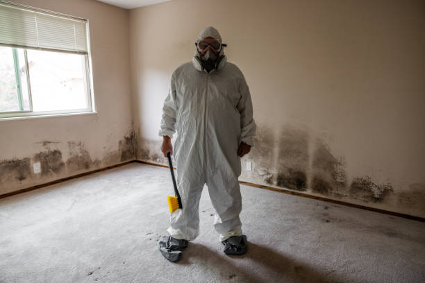 Attic Mold Removal in Hiawatha, IA