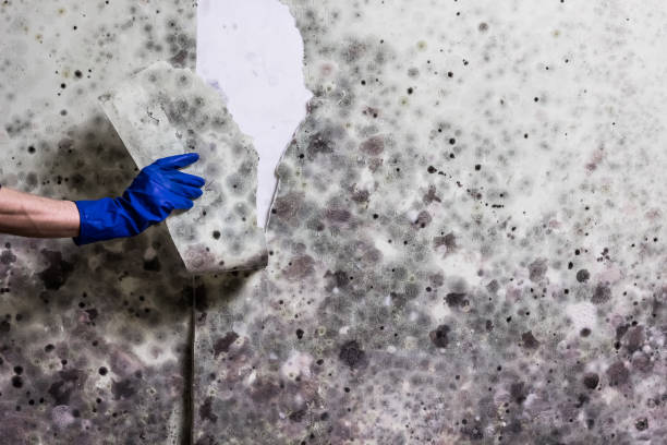 Best Emergency Mold Removal  in Hwatha, IA