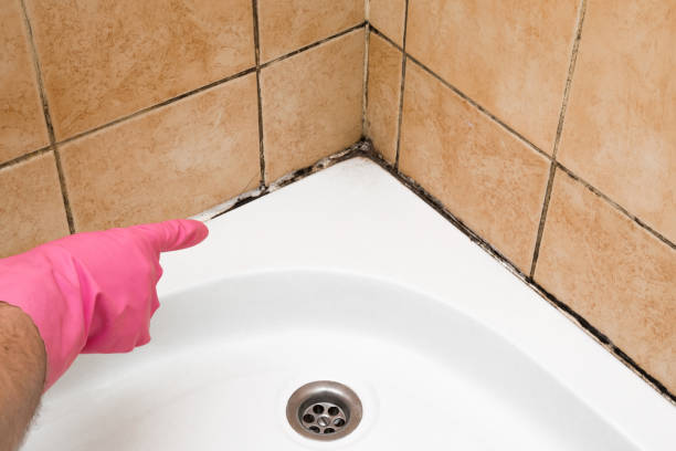 Best Attic Mold Removal  in Hwatha, IA
